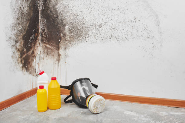 Best Industrial Mold Remediation in Zephyrhills South, FL