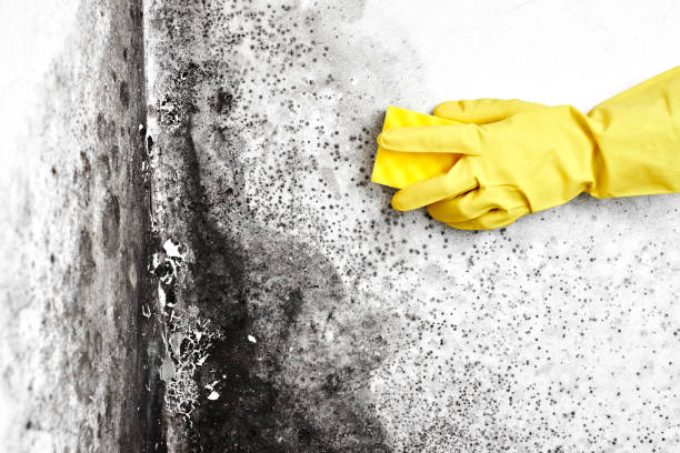 Best Basement Mold Remediation in Zephyrhills South, FL