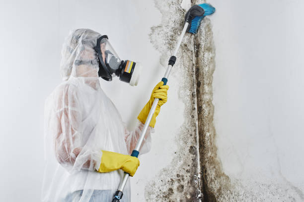 Best Crawl Space Mold Remediation in Zephyrhills South, FL