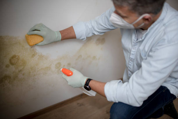 Best Black Mold Remediation in Zephyrhills South, FL