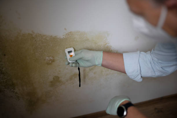 Best Post-Flood Mold Remediation in Zephyrhills South, FL