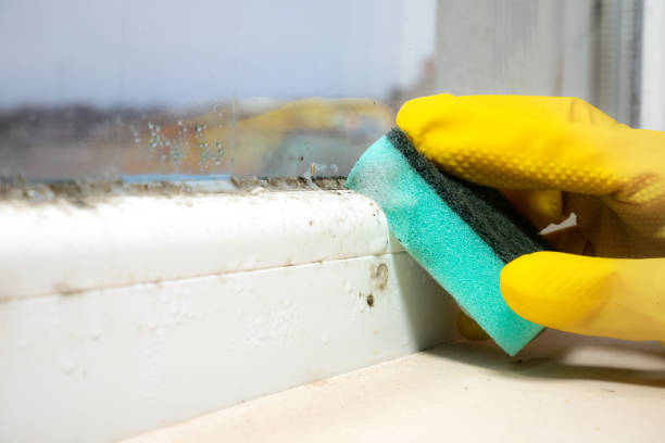 Best DIY Mold Remediation Support Services in Zephyrhills South, FL