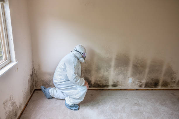 Best Emergency Mold Remediation in Zephyrhills South, FL