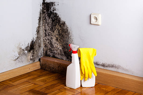 Best Kitchen Mold Remediation in Zephyrhills South, FL